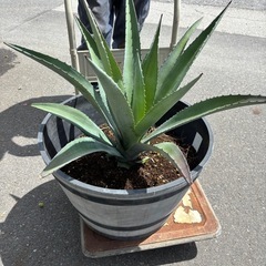 リュウゼツラン
