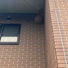 害虫駆除
