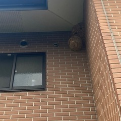 害虫駆除 - 福岡市