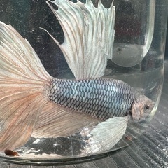 熱帯魚ベタ