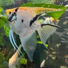 熱帯魚エンゼル