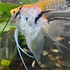 熱帯魚エンゼルの画像