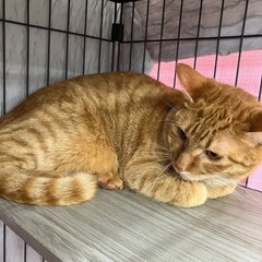 遊ぶの大好き🍀コテツ君🐾 - 猫