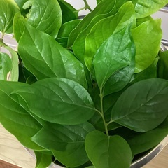 柿の葉　お茶用　150g