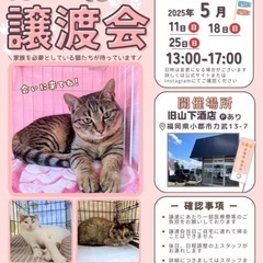 茶トラ女子❤️チャコちゃん🐾 − 福岡県