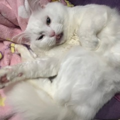 2歳白猫オス