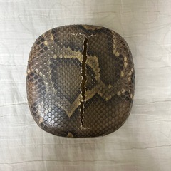 三線 チーガ の画像