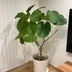 ランキングキーワードに紐づく投稿画像-観葉植物