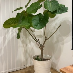 観葉植物　フィカスウンベラータの画像