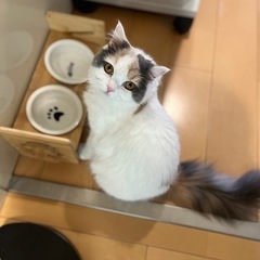 スコティッシュフォールドメス3歳