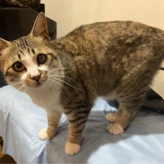 キジ白1歳の男の子　ゴロゴロ甘えん坊ニコル君