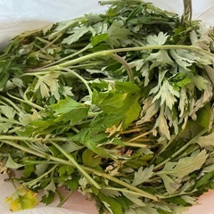 長野産よもぎ、スギナ
