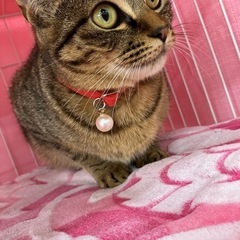 小柄で大きな目👀誰にでも懐くミーナ💖 - 小郡市