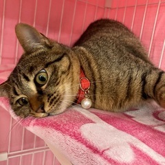 小柄で大きな目👀誰にでも懐くミーナ💖 - 猫