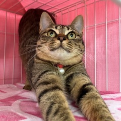 小柄で大きな目👀誰にでも懐くミーナ💖 − 福岡県