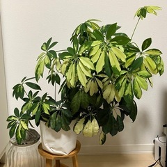 ①観葉植物　ハイドロカルチャー　シェフレラ アルボリコラ トリネ...