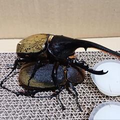 1️⃣クワガタムシ・カブトムシ引き取りいたします。‼️
