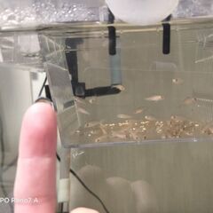国産　アーリー　稚魚10匹