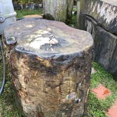 貴重な木化石のスツールとテーブルの画像