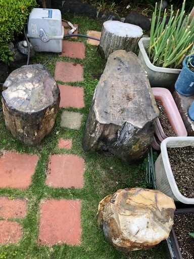 貴重な木化石のスツールとテーブル