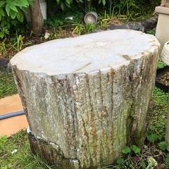 貴重な木化石のスツールとテーブルの画像