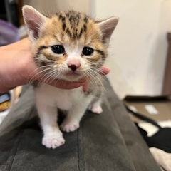 ①茶3兄妹のエイズキャリアの子猫
