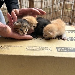 問い合わせが多くて一旦締め切ります