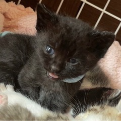 ②黒3兄妹エイズキャリア子猫