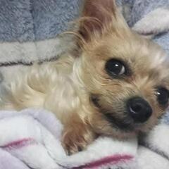 至急お願い致します。