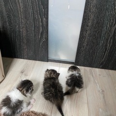 生後二週間の子猫🌻一旦募集を停止してます - 里親募集