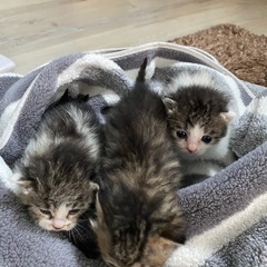 生後二週間の子猫🌻一旦募集を停止してます − 秋田県