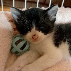 ③黒白3兄妹エイズキャリア子猫