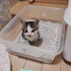 1匹でいましたの画像
