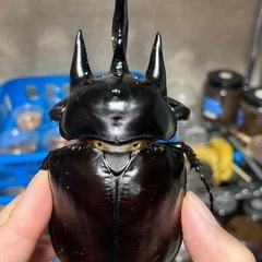 レックスゾウカブト2令幼虫7頭