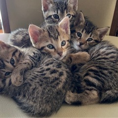 ベンガル×キジトラの子猫 ♂1匹 ♀2匹 1度締め切ります