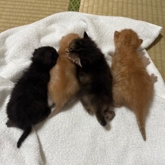 問い合わせが多くて一旦締め切ります - 遠賀郡