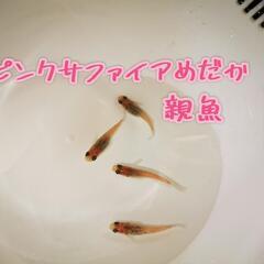 ピンクサファイアめだかの卵 メダカの卵 補償込み20個