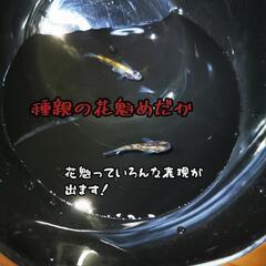 花魁めだかの卵  15個