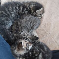 4匹の子猫の里親募集中です（現在里親交渉中のため一旦申し込…