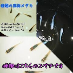 深海めだかの卵 20個