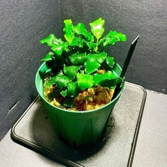 アヌビアスナナ　キリンミニ①