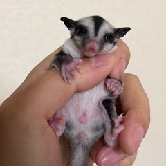 フクロモモンガの赤ちゃん、里親さん募集