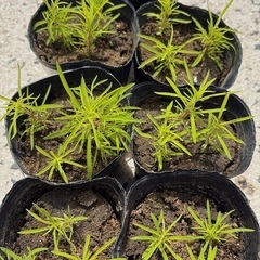 コキア‼️②