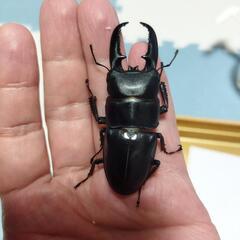 ツシマヒラタクワガタ　３頭セット　♂♀♀
