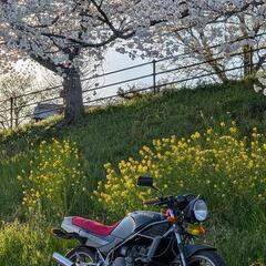 RZ250R