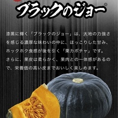 カボチャの苗