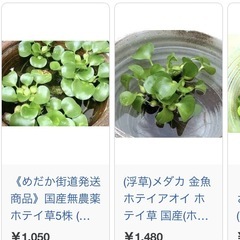 ホテイアオイ　メダカ