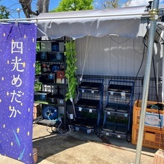 5月12日　四光めだか　めだか無人販売　横須賀市長井
