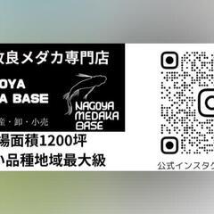 アサザ(水生植物)店頭販売致します‼️♢名古屋改良メダカ直売所♢ - 地元のお店
