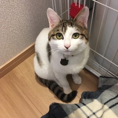 飼い猫探しています